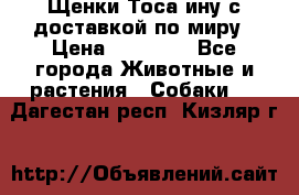 Щенки Тоса-ину с доставкой по миру › Цена ­ 68 000 - Все города Животные и растения » Собаки   . Дагестан респ.,Кизляр г.
